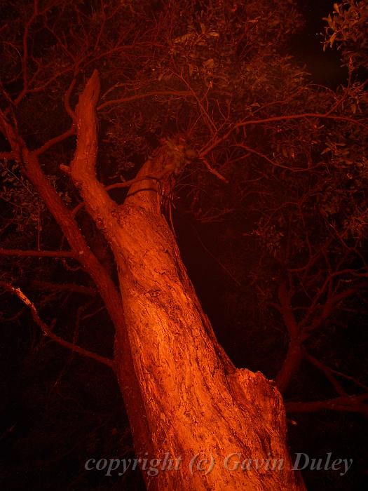 Tree by campfire light, near Point Lookout IMGP1395.JPG